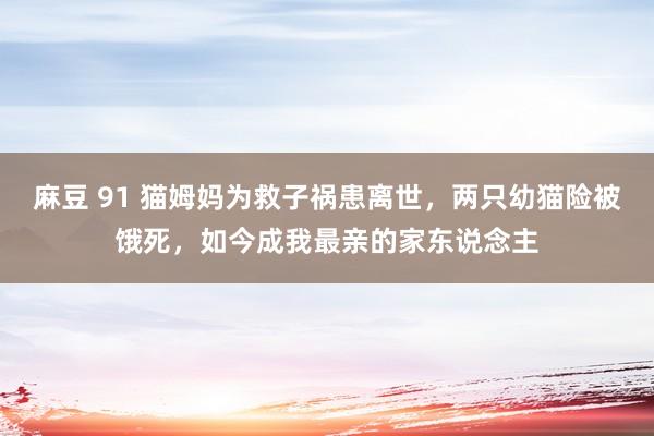 麻豆 91 猫姆妈为救子祸患离世，两只幼猫险被饿死，如今成我最亲的家东说念主